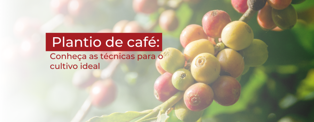 Plantio de café